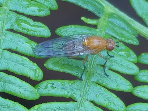Dryomyza flaveola